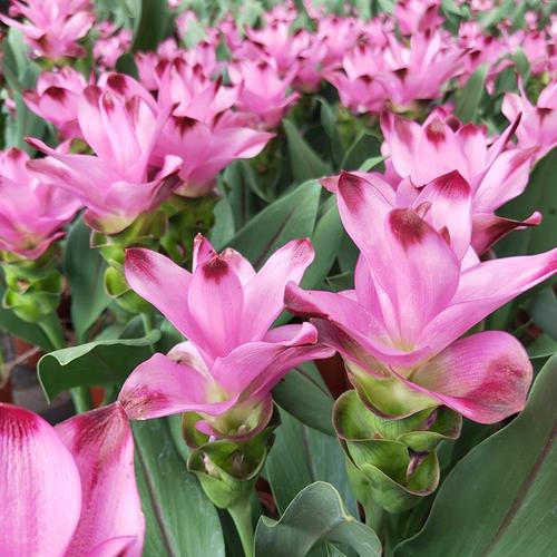 姜荷花开花花卉超长花期植物耐热好养四季阳台花卉