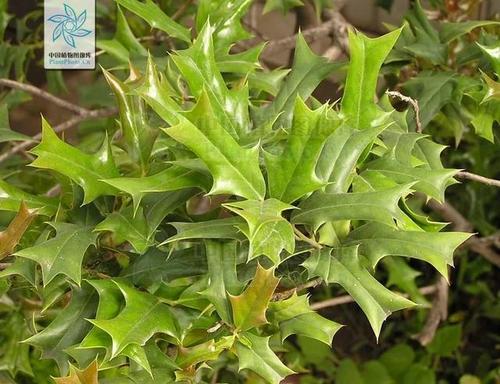 玫瑰扎手听听刺头植物怎么辩解