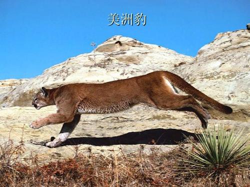 冀教版 美洲豹
