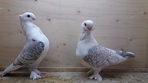 [河北诚信鸽舍] 黑细花淑女青年鸽子一对观赏鸽精品鸽 兰花淑女 鸽子