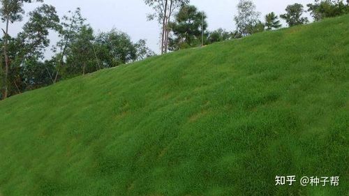 1,护坡草籽-高羊茅