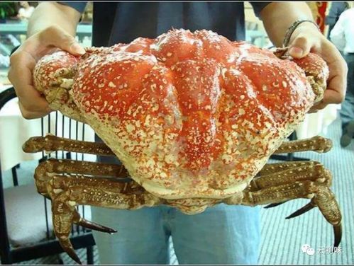 澳洲皇帝蟹阿拉斯加帝王蟹:之所以把这种蟹排在第一位,是因为每年