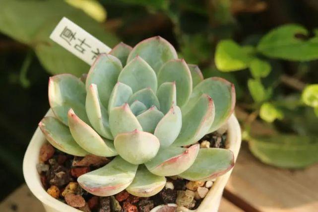 "厚叶水莲"景天科拟石莲花属多肉植物,园艺杂交品种