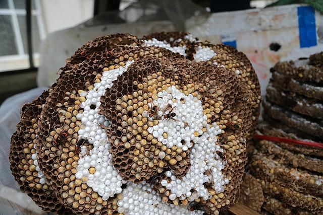 四川男子深山收获200斤红娘大蜂巢,它的价值