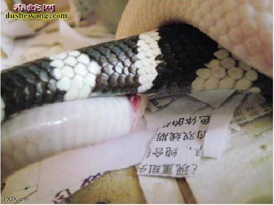 蛇如何交配养蛇人不能不知道的蛇繁殖知识