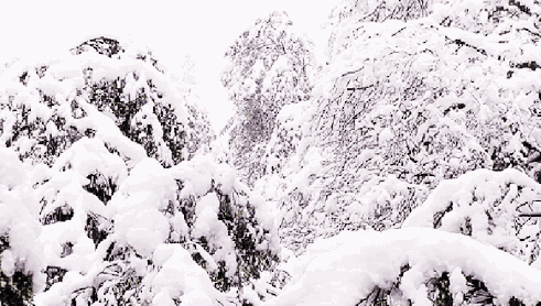 491_278gif 动态图 动图