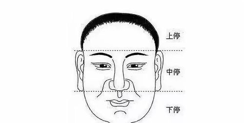 从额角至眉称为上停,主管着人的天份,父母,官贵,学识之事;眉至鼻尖