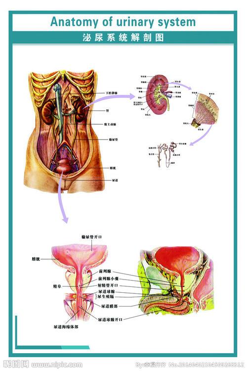 泌尿系统的组成示意图简笔画