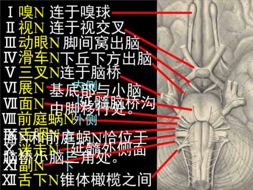 03颅底的神经.ppt