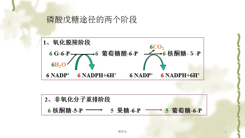 糖异生ppt课件