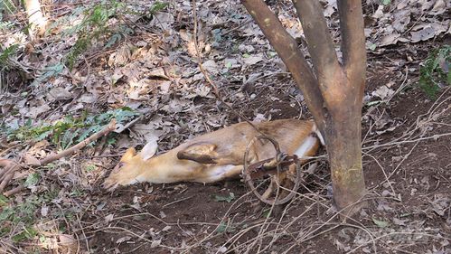 释放一只被夹的麂子