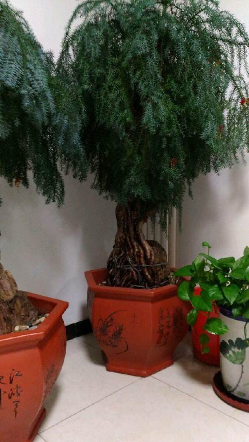 超大澳洲杉盆景稀有的好东东