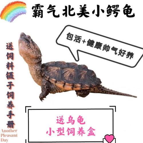 鳄龟苗凶猛鳄鱼龟真鳄龟爆刺杂佛正宗纯佛宠物龟观赏龟北美小鳄龟