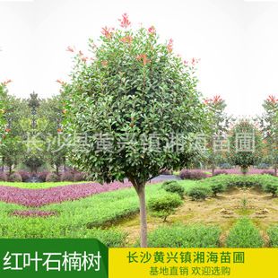 红叶石楠树 四季常青庭院绿化阳台庭院绿化绿篱植物 湘海苗圃批发