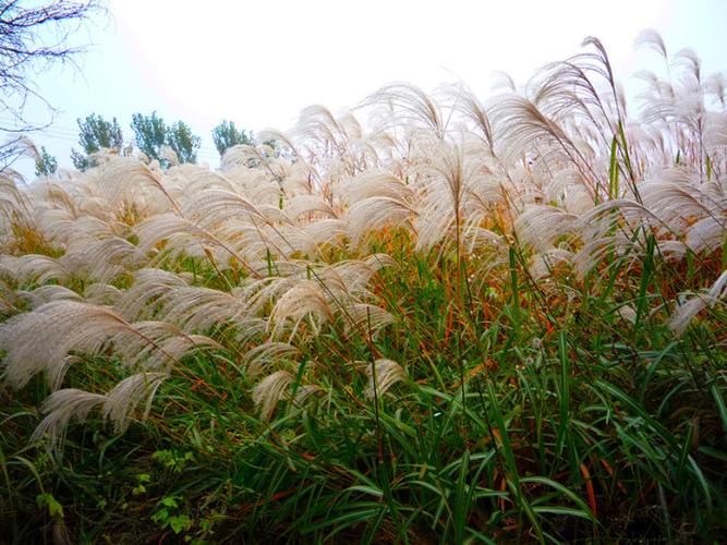 芦花荡