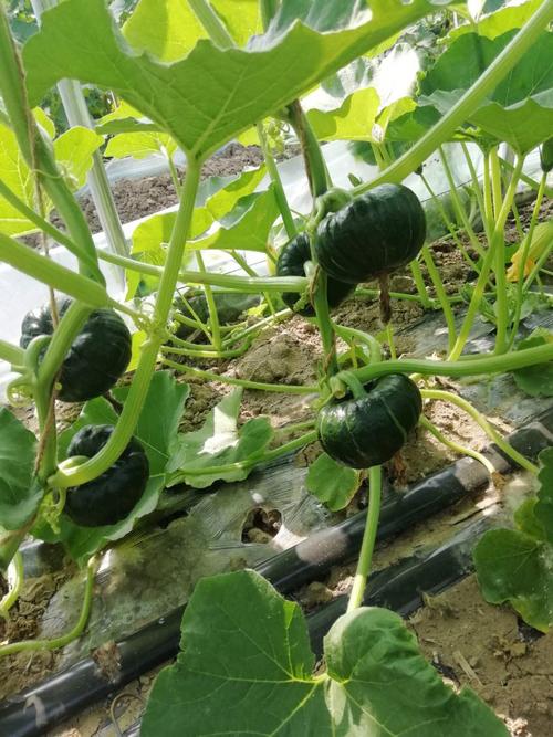 【紧急助农】澥河村贝贝南瓜滞销,希望您能够伸出援助之手!