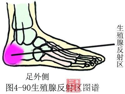 生殖腺的生殖腺的发生