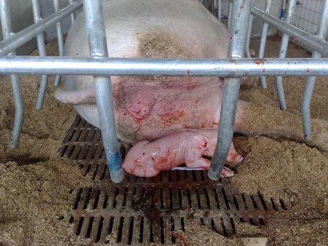 单排母猪产房设计图展示