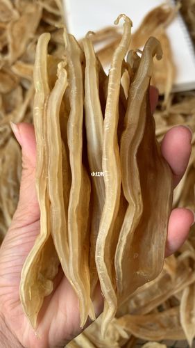 双背鱼胶_鱼胶_养生_鱼胶养生_医疗健康_养生食疗