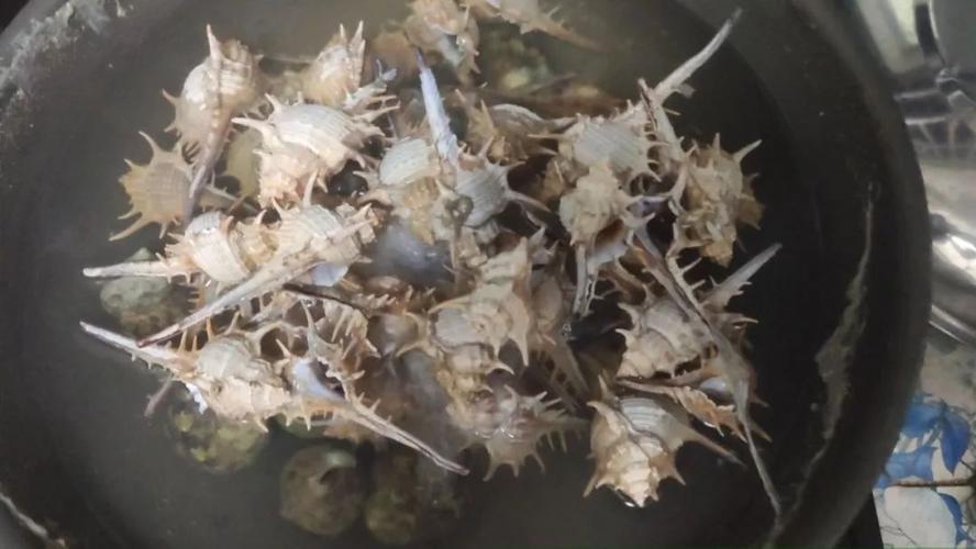 螺的吃法多种多样   小编今天要说的是水煮的白灼刺螺   刺螺