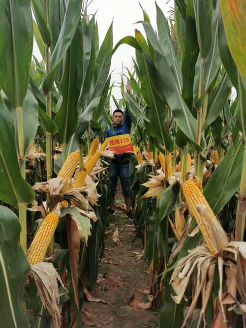 2020年审定.珠高2.63.穗位90!珠高矮,穗位整齐!高抗倒伏!紫杆紫叶!