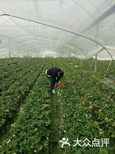 白鹤草莓园图片 - 第29张