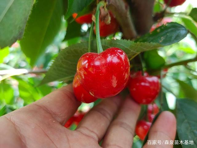 齐早大樱桃能改写早熟甜樱桃的历史吗