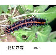 斐豹蛱蝶