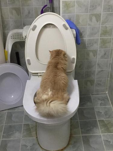 6月4号猫砂很少很少了,孔也开大了,糖艺朵同学如厕不抗拒