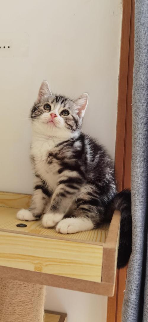 自家美短单c起司加白4弟弟1妹子找新家