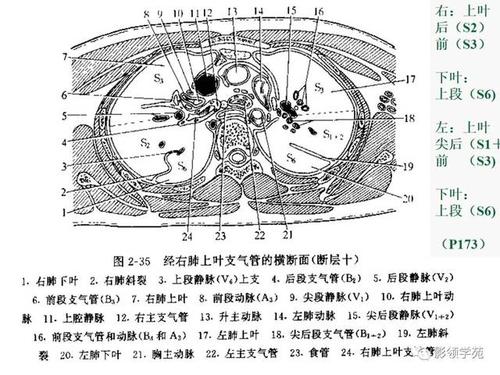 肺段与肺内管道应用解剖
