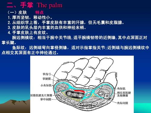 手的应用解剖(2009)ppt