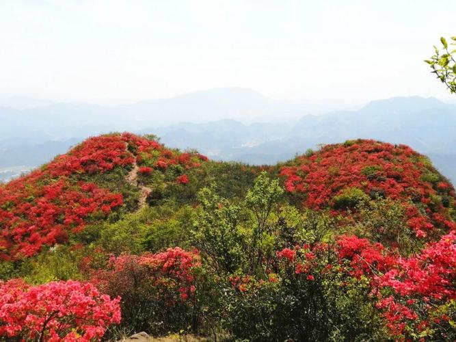 芳菲四月,钦堂乡谢田村狮子山正步入山花烂漫,万木吐翠的花季,成片的