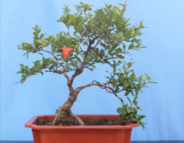 农村的石榴树,养成盆景既能观花又能观果,寓意红红