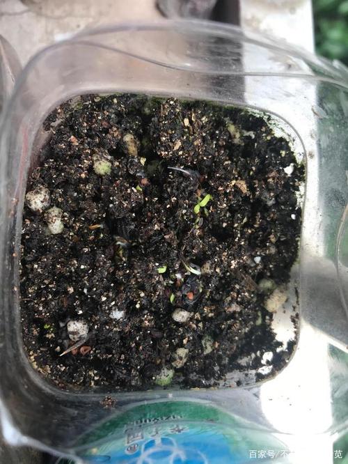 种下康乃馨的种子发芽