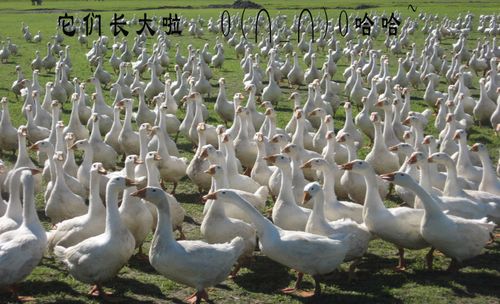 依博源 依安大鹅彩色礼盒1.2kg(全场满200包邮)
