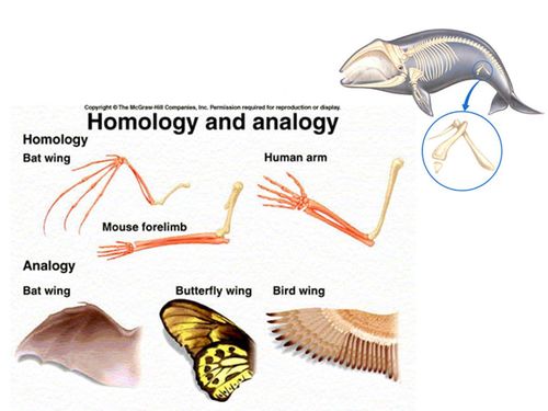 vestigial structures are reduced forms of functional structures
