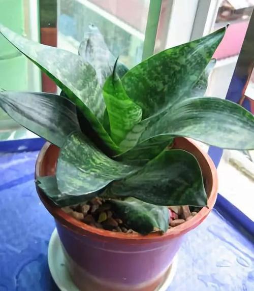 虎皮兰也分品种,这几种虎皮兰,你都养过吗?