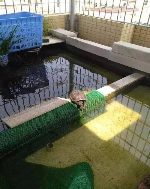 超壕的,养龟大神楼顶建生态龟池吊车都出动了!