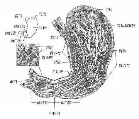中医书籍 针灸 《人体解剖学》  第八章 腹部 第四节 腹腔消化器官和