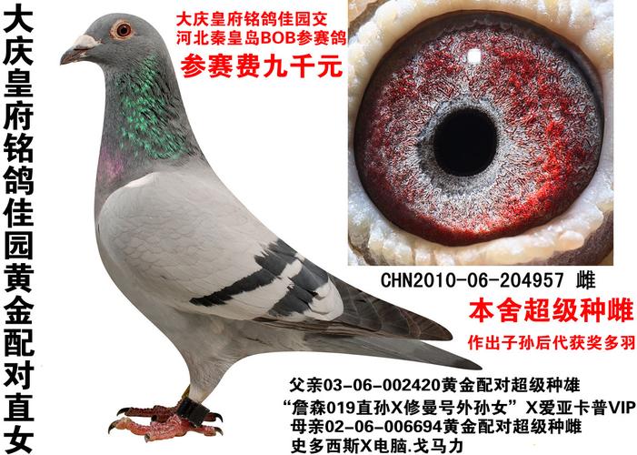拍卖鸽之母