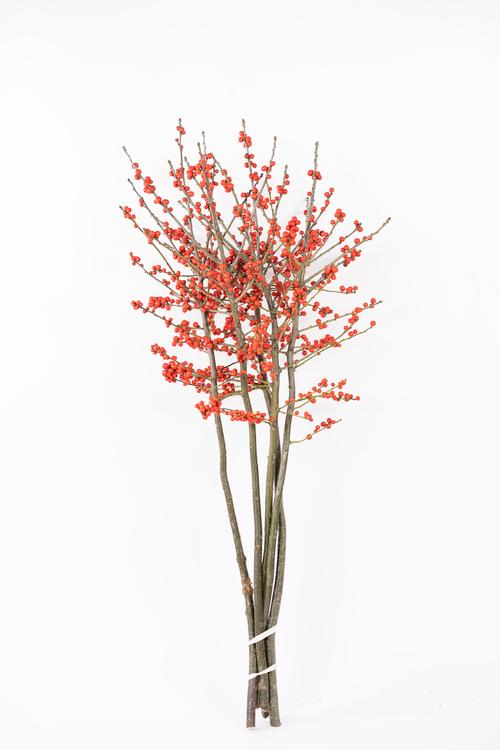 北美冬青花语寓意