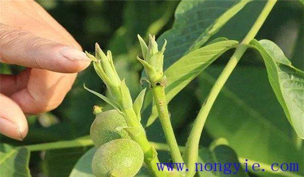 仁果类果树    核桃花芽分为雌花芽和雄花芽, 核桃花芽分化对核桃树的