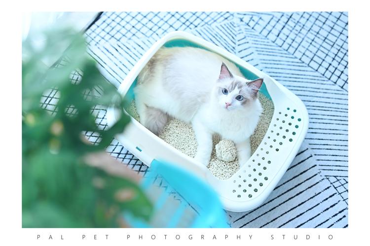 宠物产品摄影/宠物产品视频/珀珀宠影之一组猫砂广告