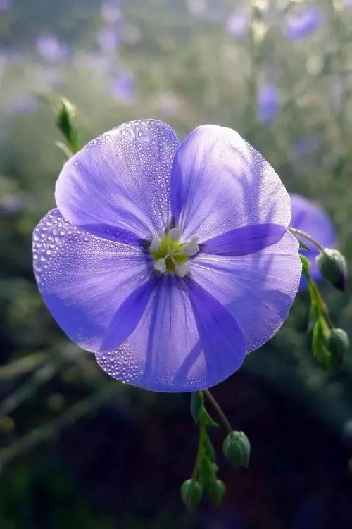 蓝花亚麻植物特征特点全介绍