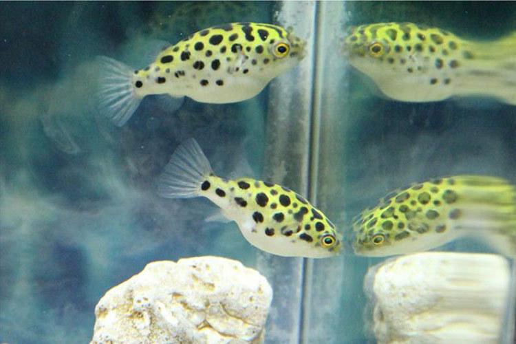 潜水艇鱼活体淡水观赏鱼热带气泡鱼鼓包鱼炸弹绿河豚鱼吃螺生气鱼