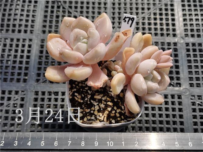 雪桃多肉植物叶草杂交萌系一物一拍阳台组合多肉植物