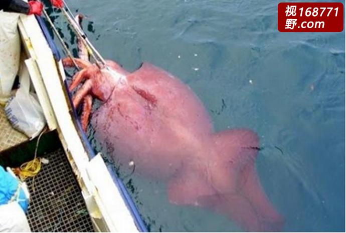 世界上最大的乌贼,令人可惜的是巨枪乌贼虽然生长速度