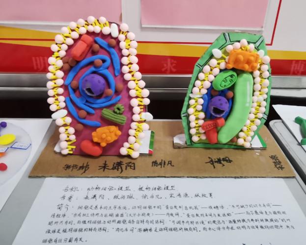 我们高一生物组给学生布置了制作细胞以及细胞膜的模型的动手作业