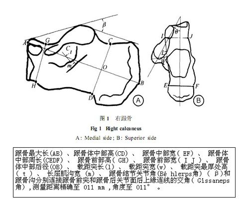 hler角(跟骨结节关节角)作跟骨结节上缘至跟距关节后关节面上缘的连线